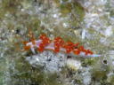 Flabellina sp. 2