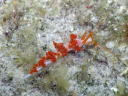 Flabellina sp. 2