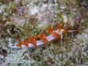 Flabellina sp. 2