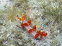 Flabellina sp. 2