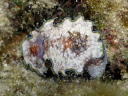 Glossodoris cincta