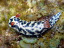 Hypselodoris infucata