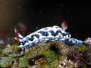 Hypselodoris infucata