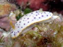 Chromodoris aspersa