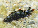 Thuridilla splendens