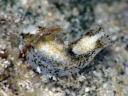 Phanerophthalmus perpallidus