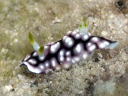 Goniobranchus geometrica