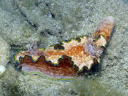 Glossodoris cincta