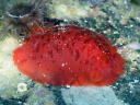 Dendrodoris fumata