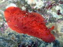 Dendrodoris fumata