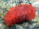 Dendrodoris fumata