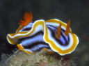 Chromodoris magnifica