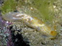 Gymnodoris citrina