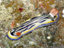 Hypselodoris maritima