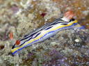 Hypselodoris maritima