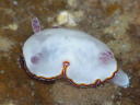 Goniobranchus fabulus