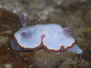 Goniobranchus fabulus