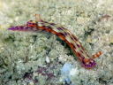 Hypselodoris maculosa