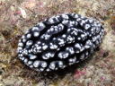 Phyllidiopsis fissuratus