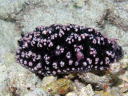 Phyllidiella pustulosa