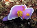 Hypselodoris apolegma