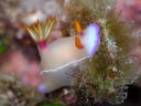 Hypselodoris bullocki