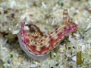 Hypselodoris maculosa