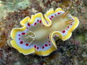 Glossodoris cruenta