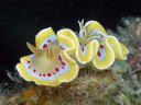 Glossodoris cruenta