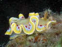 Glossodoris cruenta