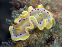 Glossodoris cruenta