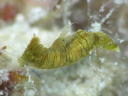 Polycera risbeci