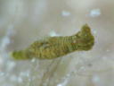 Polycera risbeci