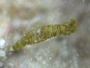 Polycera risbeci