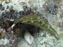Thuridilla flavomaculata