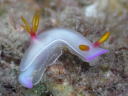 Hypselodoris bullocki