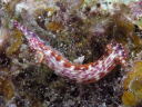 Hypselodoris maculosa