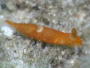 Gymnodoris sp. 9