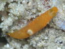 Gymnodoris sp. 9