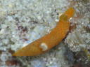 Gymnodoris sp. 9