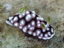 Goniobranchus geometrica