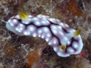 Goniobranchus geometrica