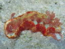 Hexabranchus sanguineus