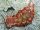 Hexabranchus sanguineus