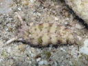 Plakobranchus ocellatus