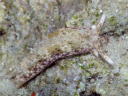 Plakobranchus ocellatus