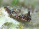 Goniodoris joubini