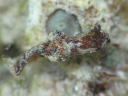 Goniodoris joubini