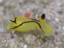 Siphopteron brunneomarginatum