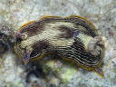 Chromodoris lineolata